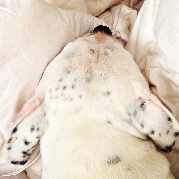 spotty dog