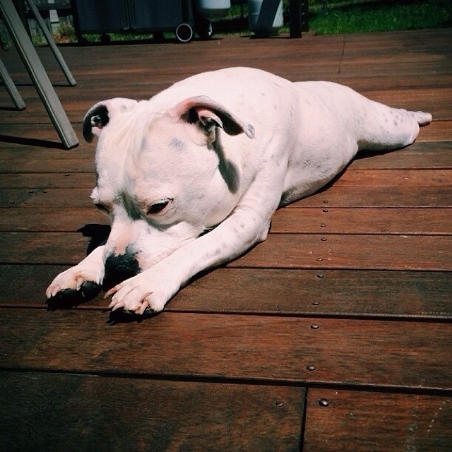 Dog relaxing on wooden deck in the sun