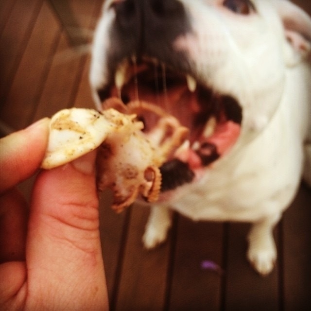 Dog eating BBQ baby octopus