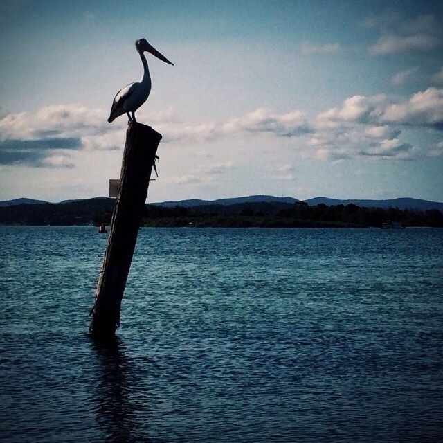 Pelican on a pole, Lake Macquarie