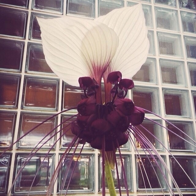 Airport Orchid