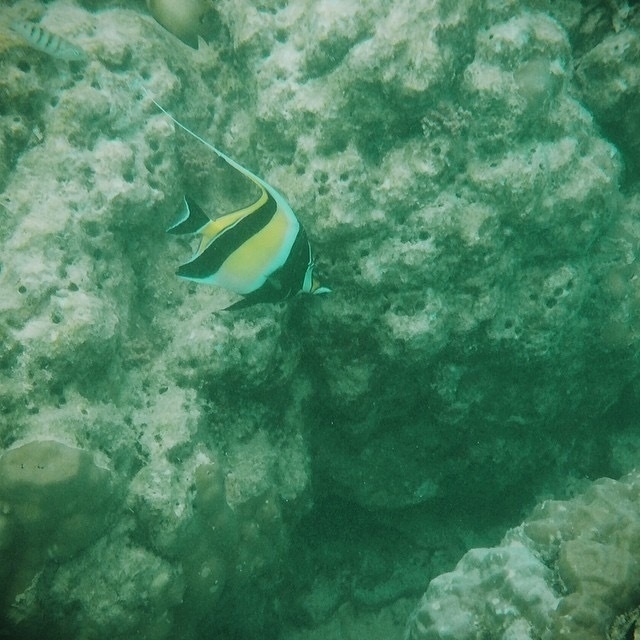 Angel fish in Vanuatu