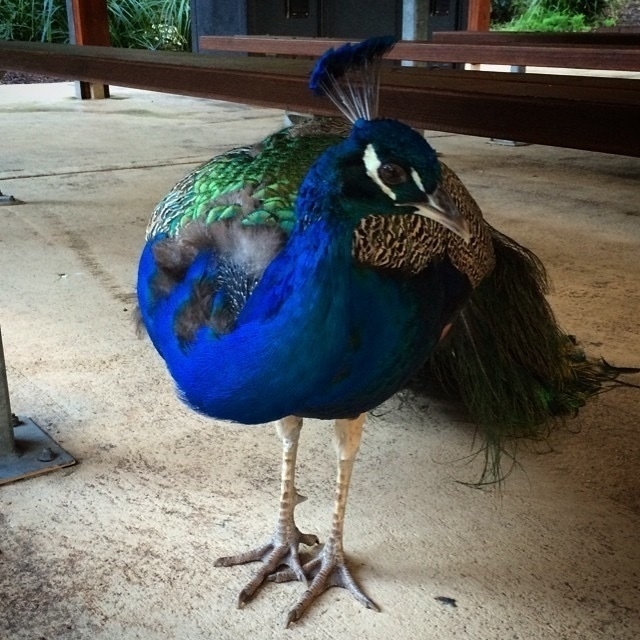 Peacock at Blackbutt Reserve