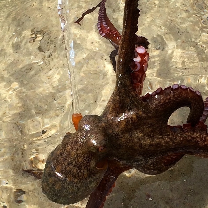 Octopus caught in Lake Macquarie, NSW.