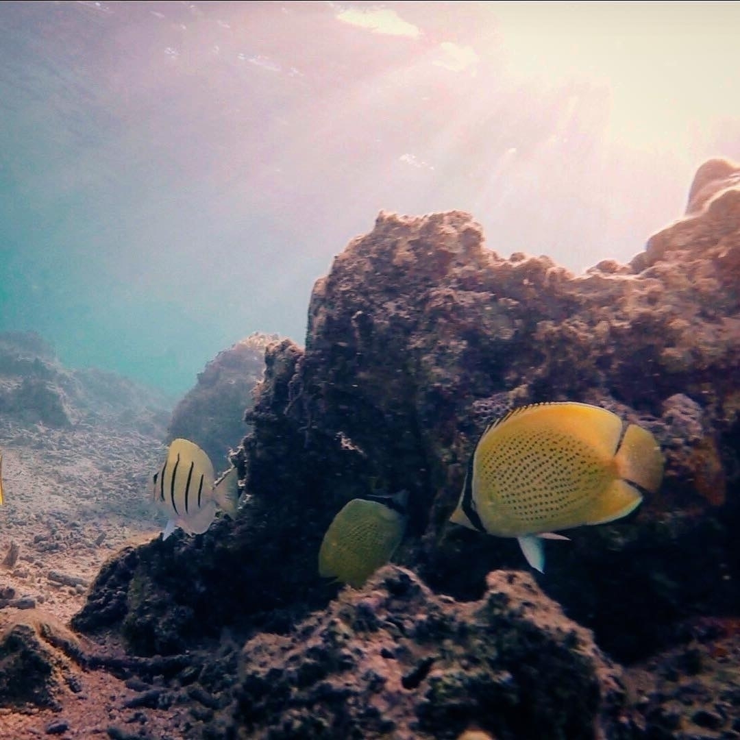 bluecheek butterflyfish