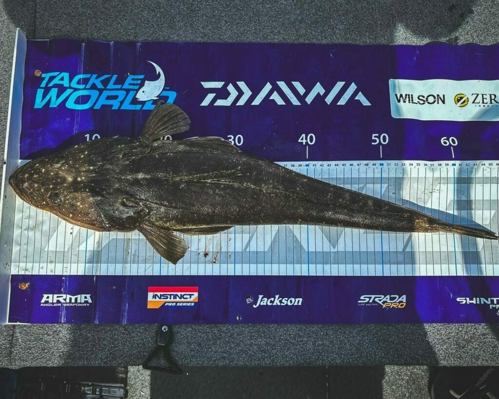 65cm Dusky Flathead