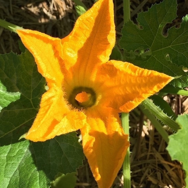 Zucchini Flower