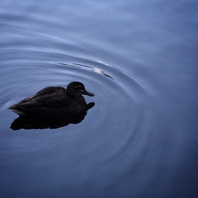 Little Black Duck