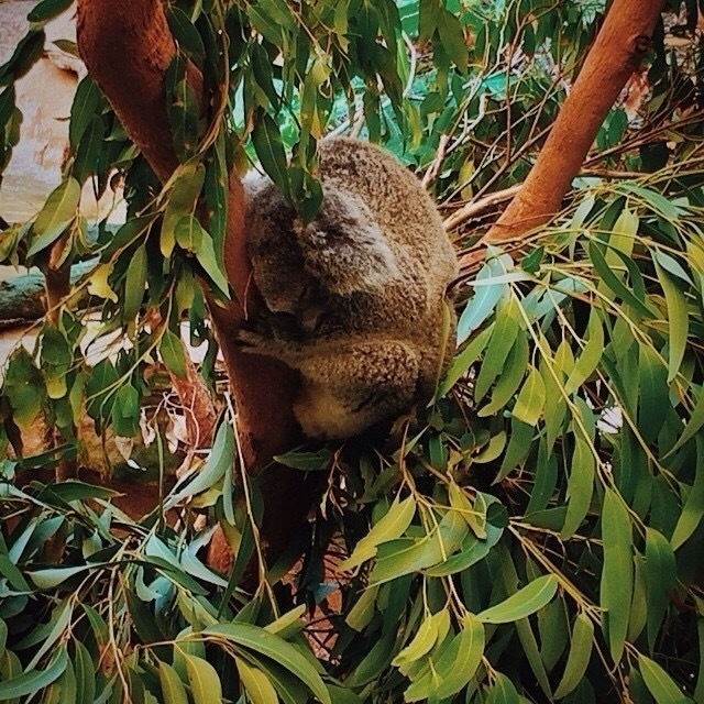 Sleeping Koala at Blackbutt Reserve