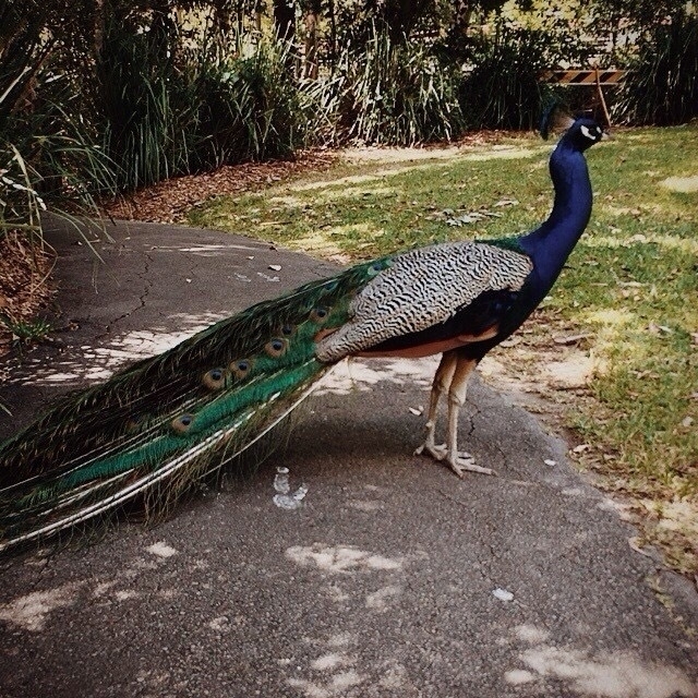 Peacock at Blackbutt Reserve